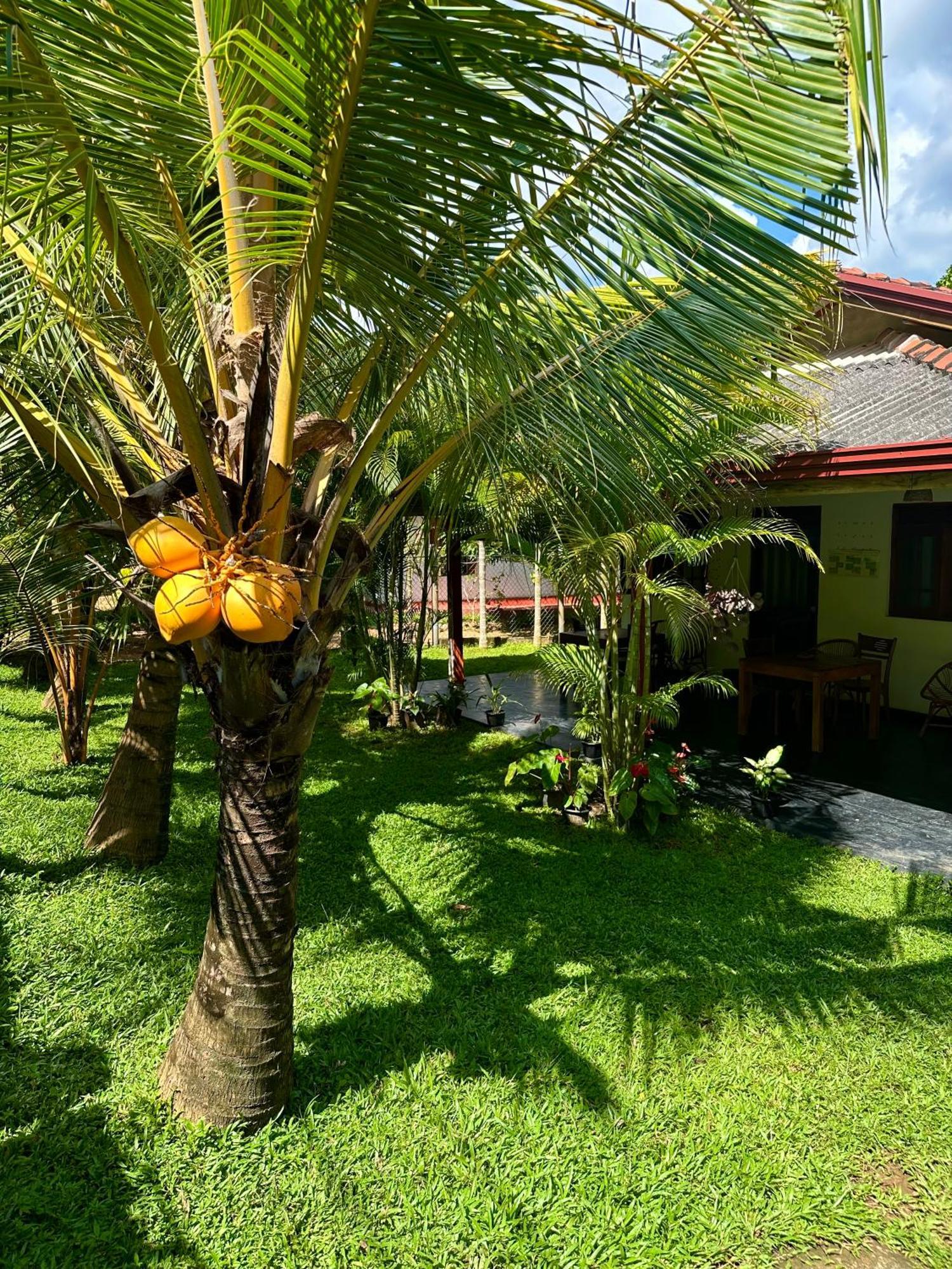 Jasmin Homestay Marakolliya Tangalle Exterior foto